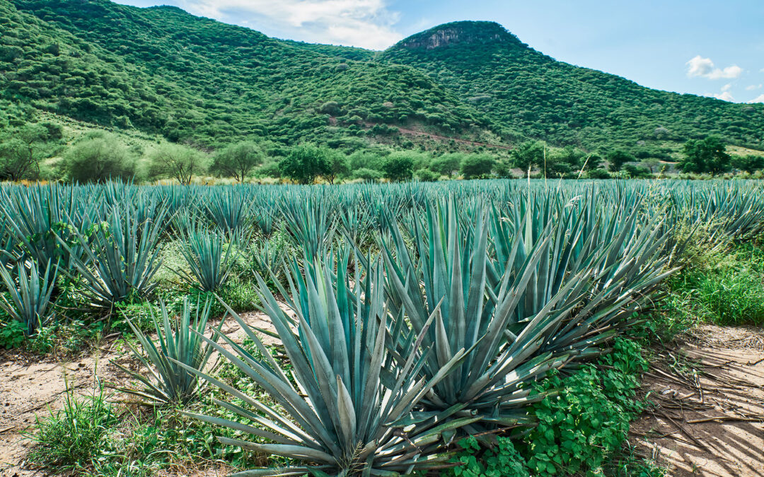 Mezcal Market Size, Share & COVID-19 Impact Analysis, By Age (Mezcal Joven, Mezcal Reposado, Mezcal Anejo), By Distribution Channel (On-premise and Off-premise), and Regional Forecast, 2023-2030